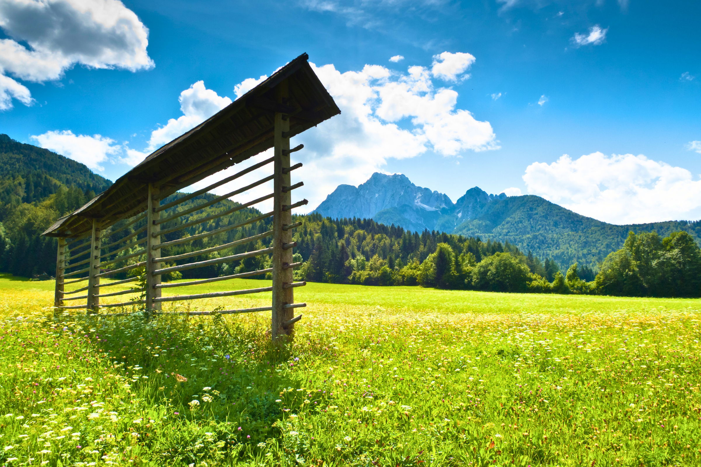 planica (3).webp